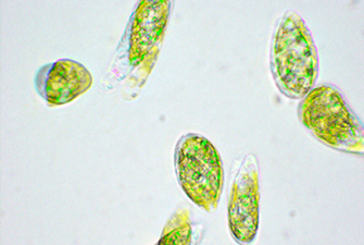 �~�h�����V�̌���